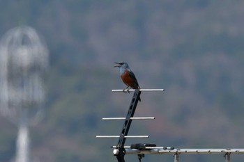 Blue Rock Thrush JR寺庄駅付近 Thu, 3/30/2023