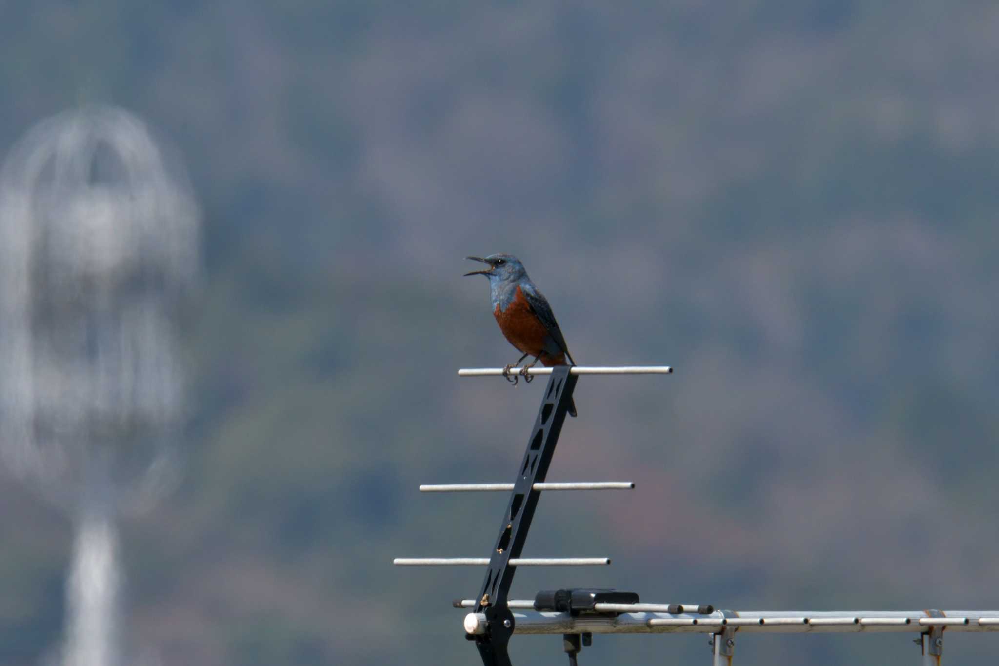 Photo of Blue Rock Thrush at JR寺庄駅付近 by masatsubo