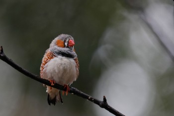 キンカチョウ キャンベルタウン野鳥の森 2023年3月25日(土)