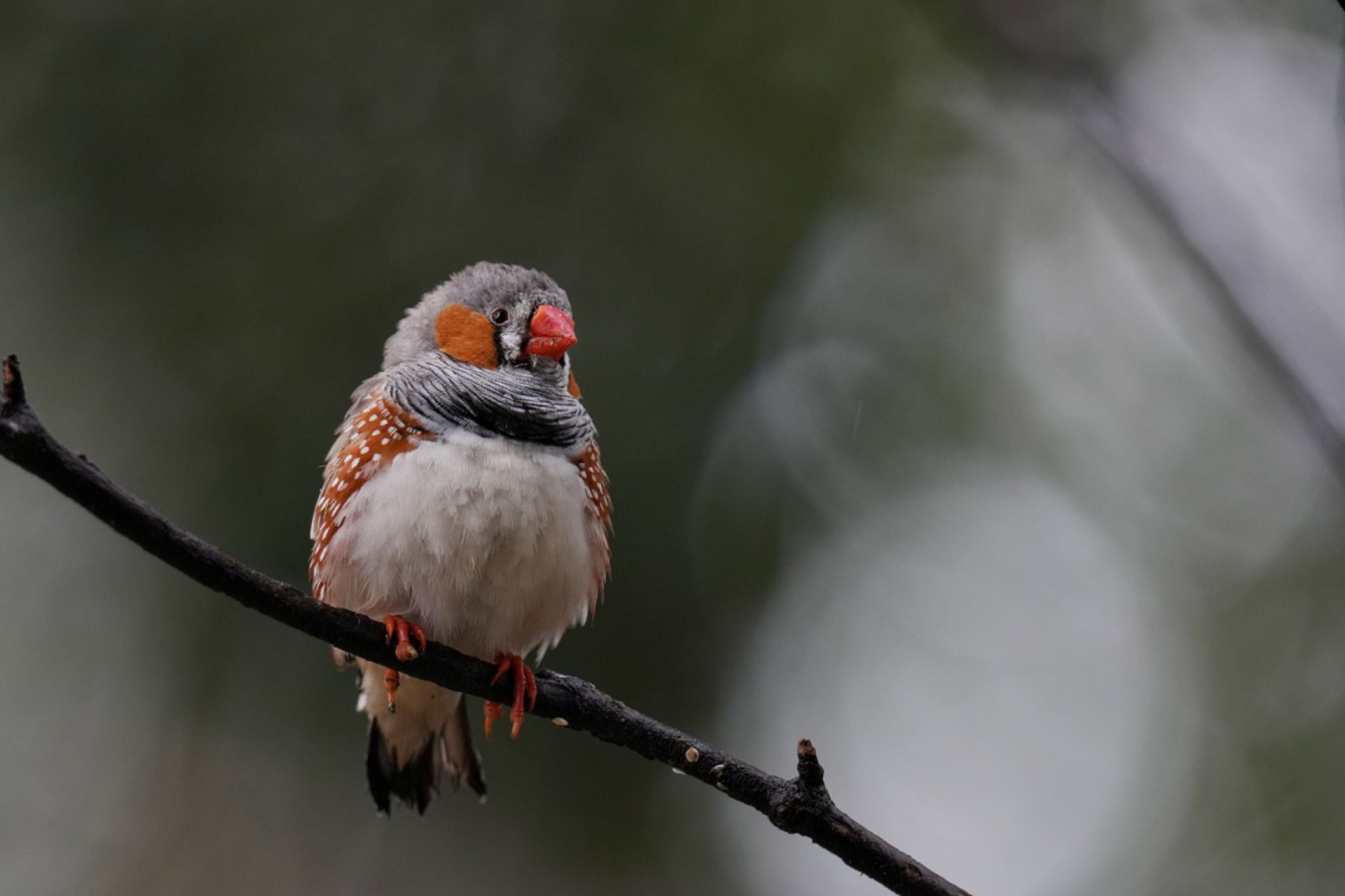 キャンベルタウン野鳥の森 キンカチョウの写真