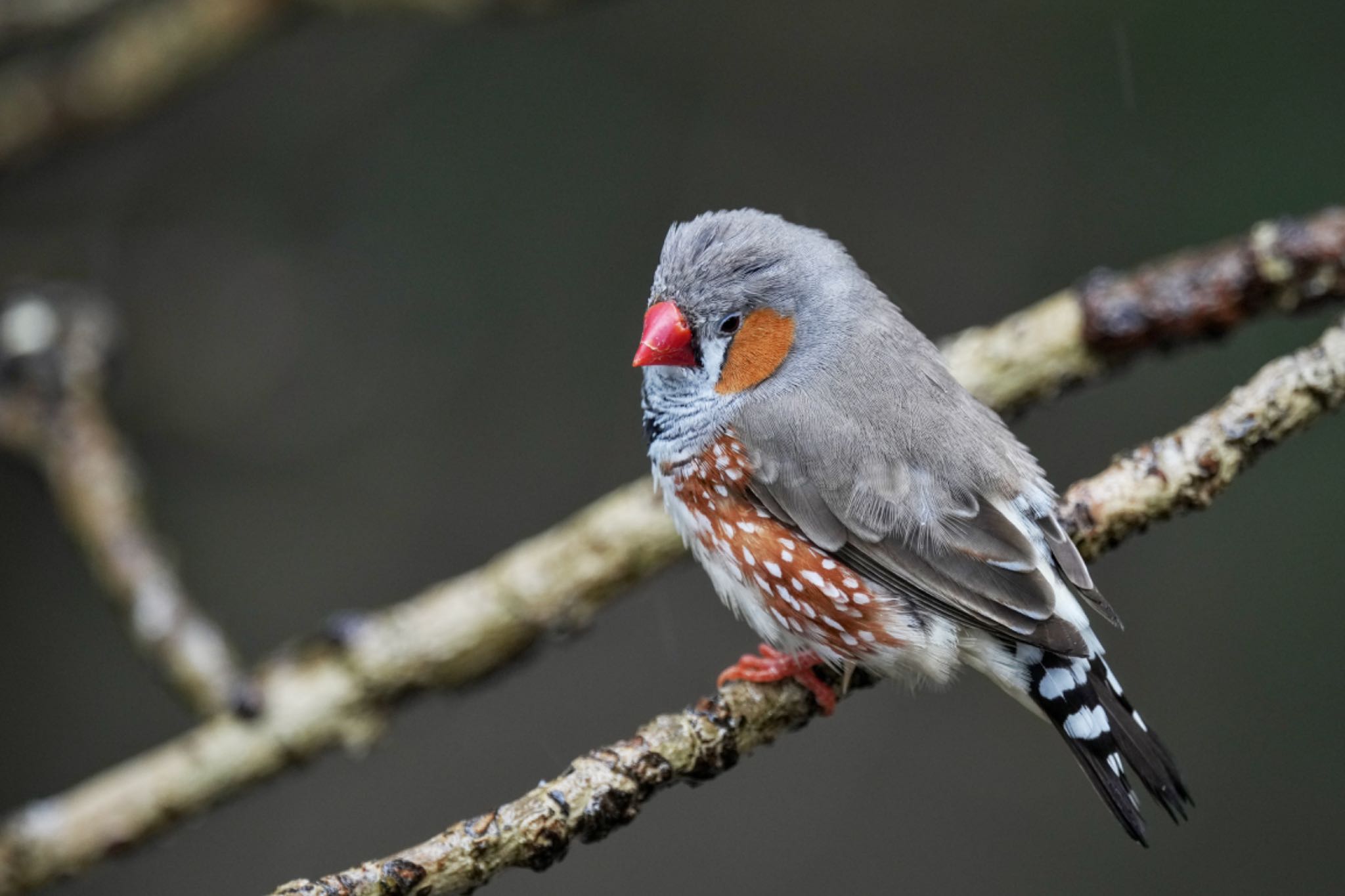 キャンベルタウン野鳥の森 キンカチョウの写真