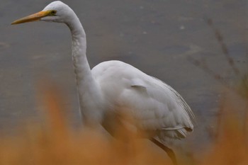 ダイサギ 長浜公園 2023年3月23日(木)