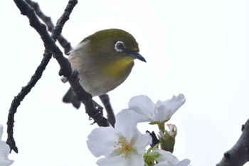 メジロ 長浜公園 2023年3月23日(木)