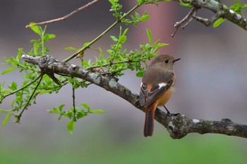 2023年3月23日(木) 長浜公園の野鳥観察記録