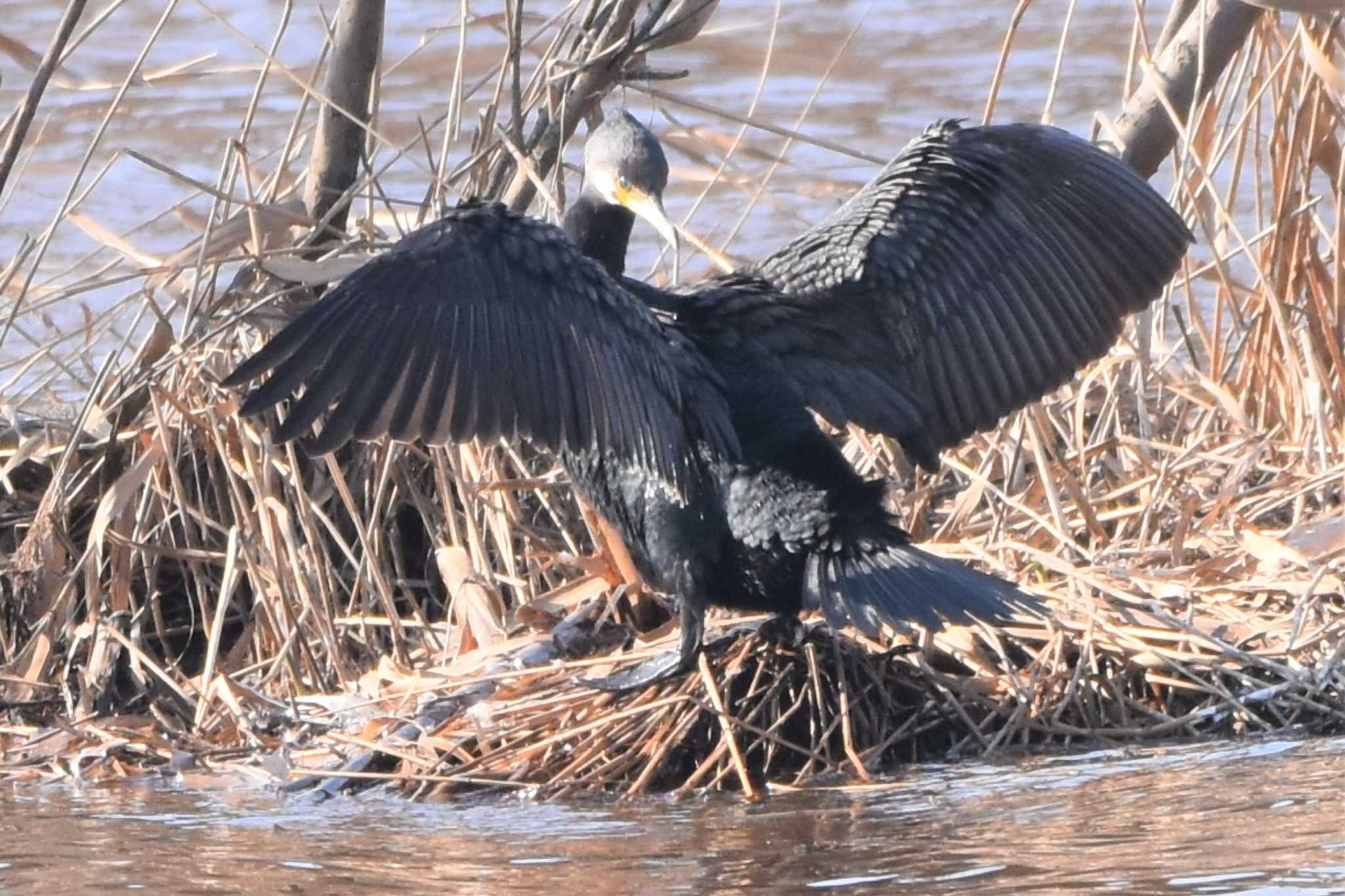 モエレ沼公園札幌 カワウの写真