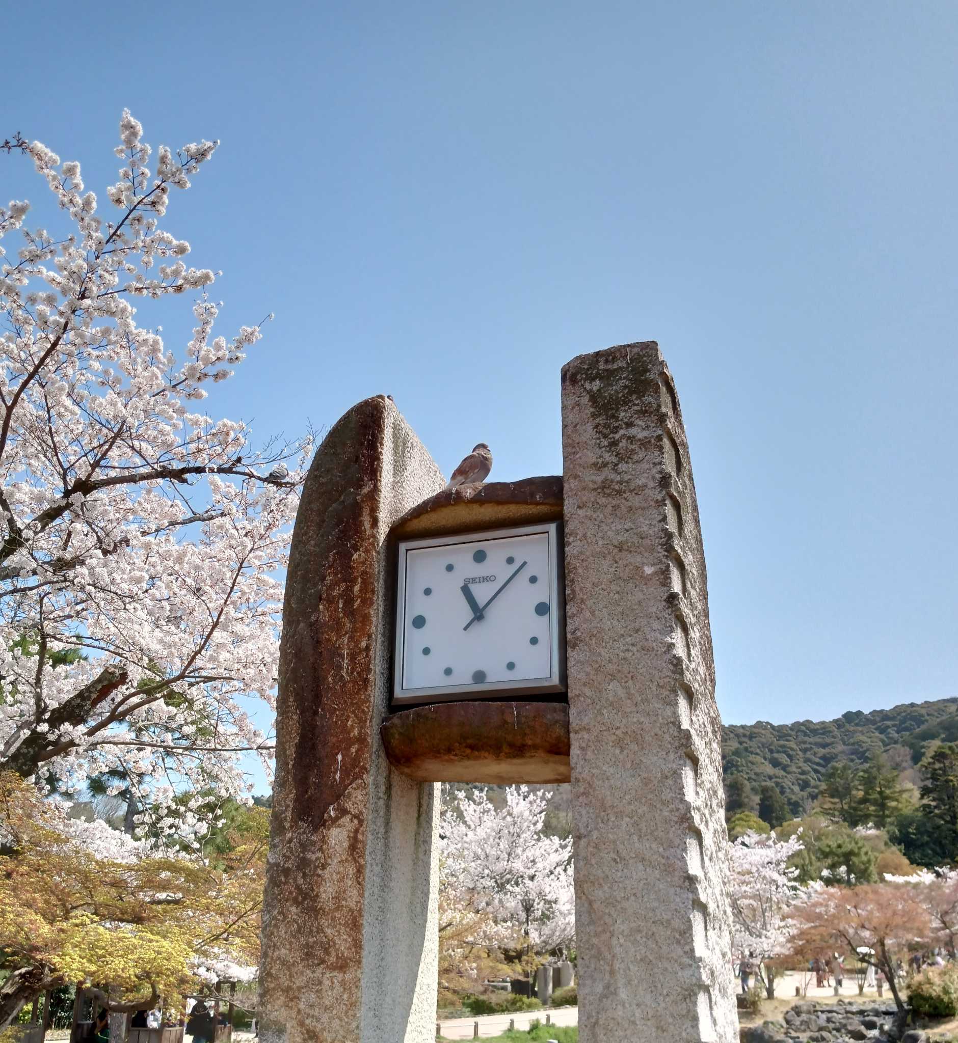 京都円山公園 カワラバトの写真 by 得正