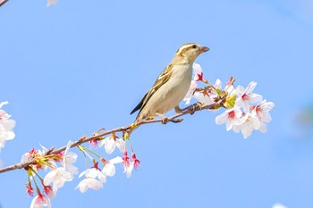 Russet Sparrow 埼玉県 Wed, 3/29/2023