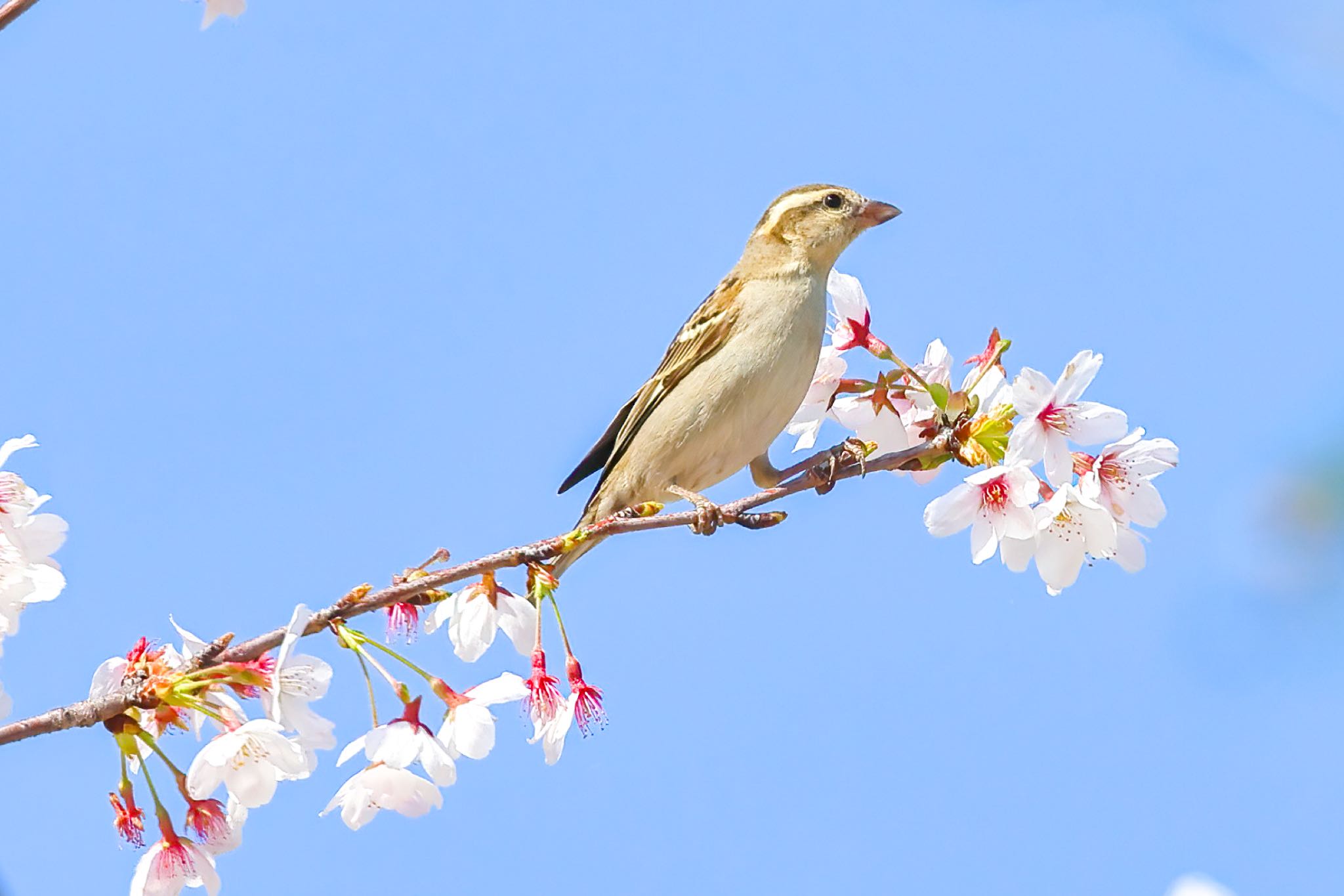 Photo of Russet Sparrow at 埼玉県 by amachan