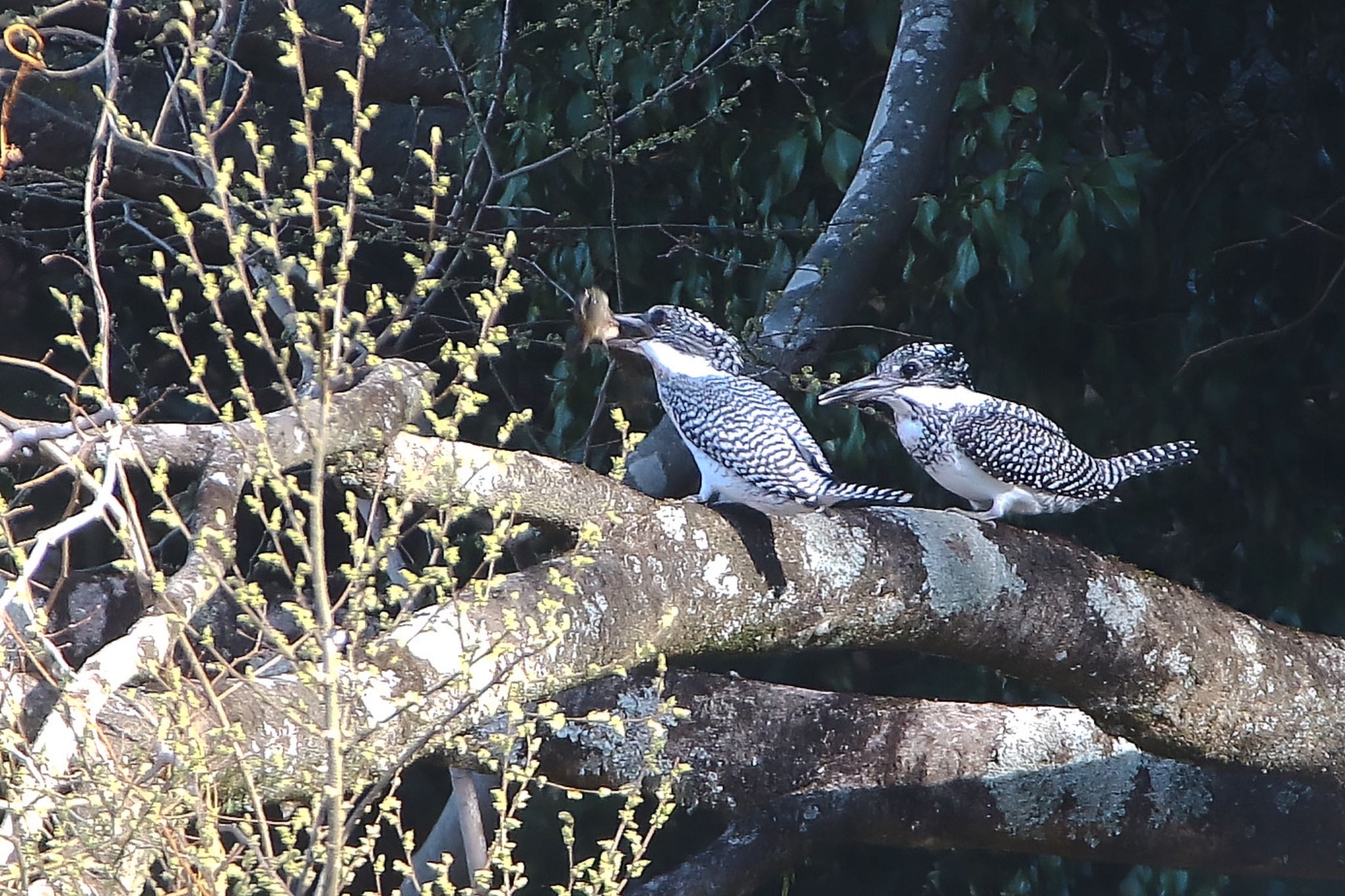 Photo of Crested Kingfisher at  by KEIGO