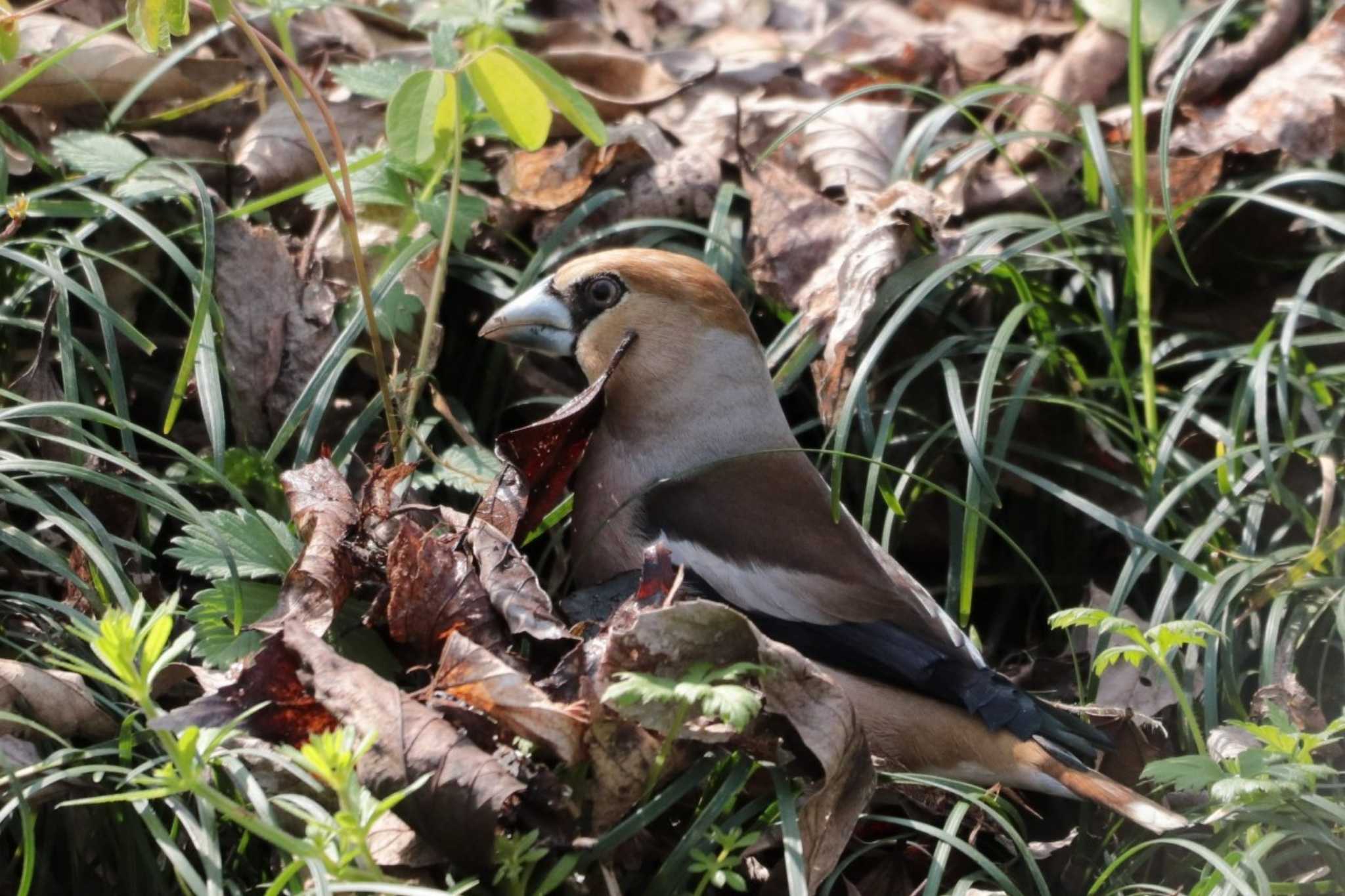 Hawfinch