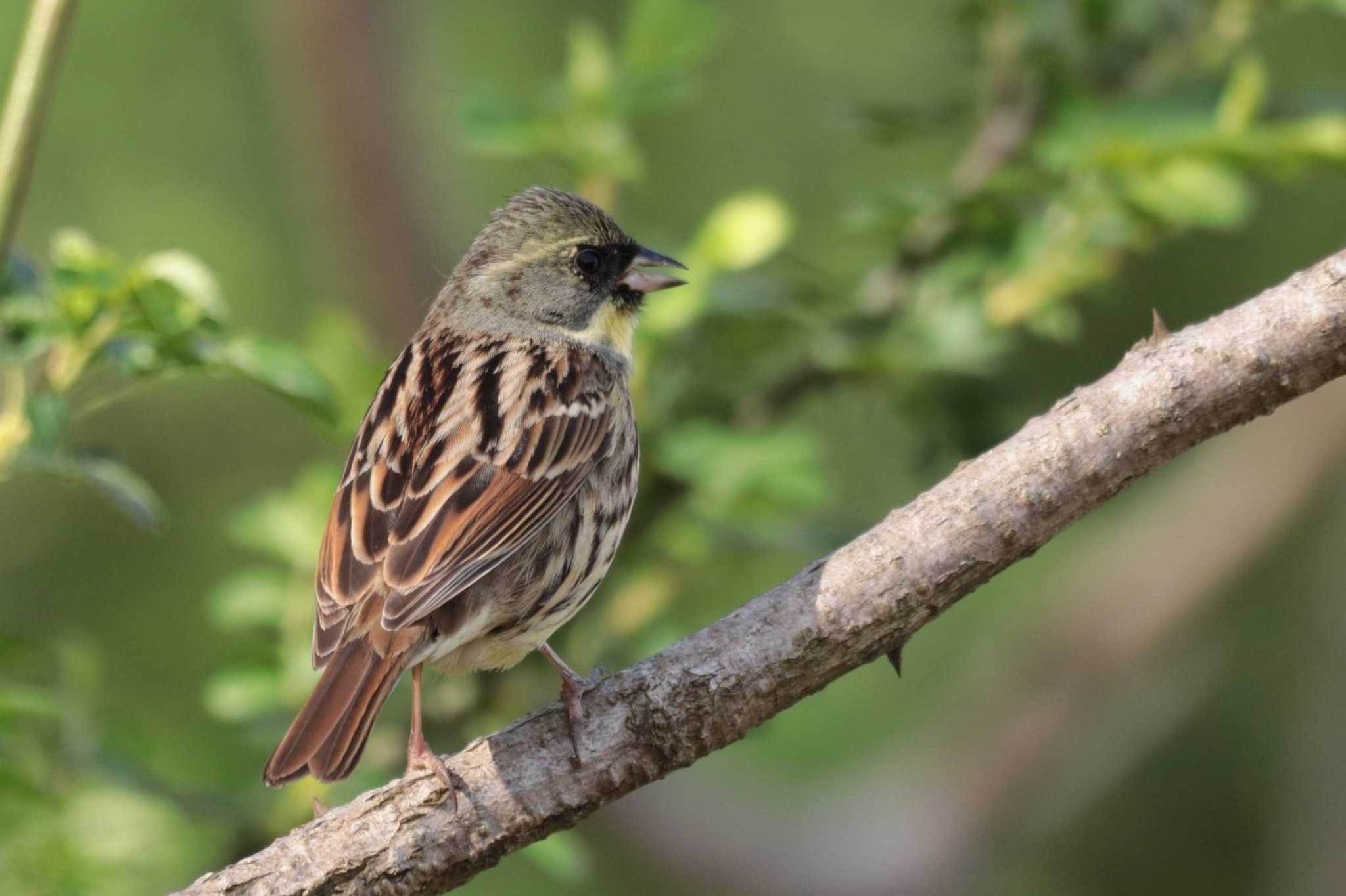 Masked Bunting