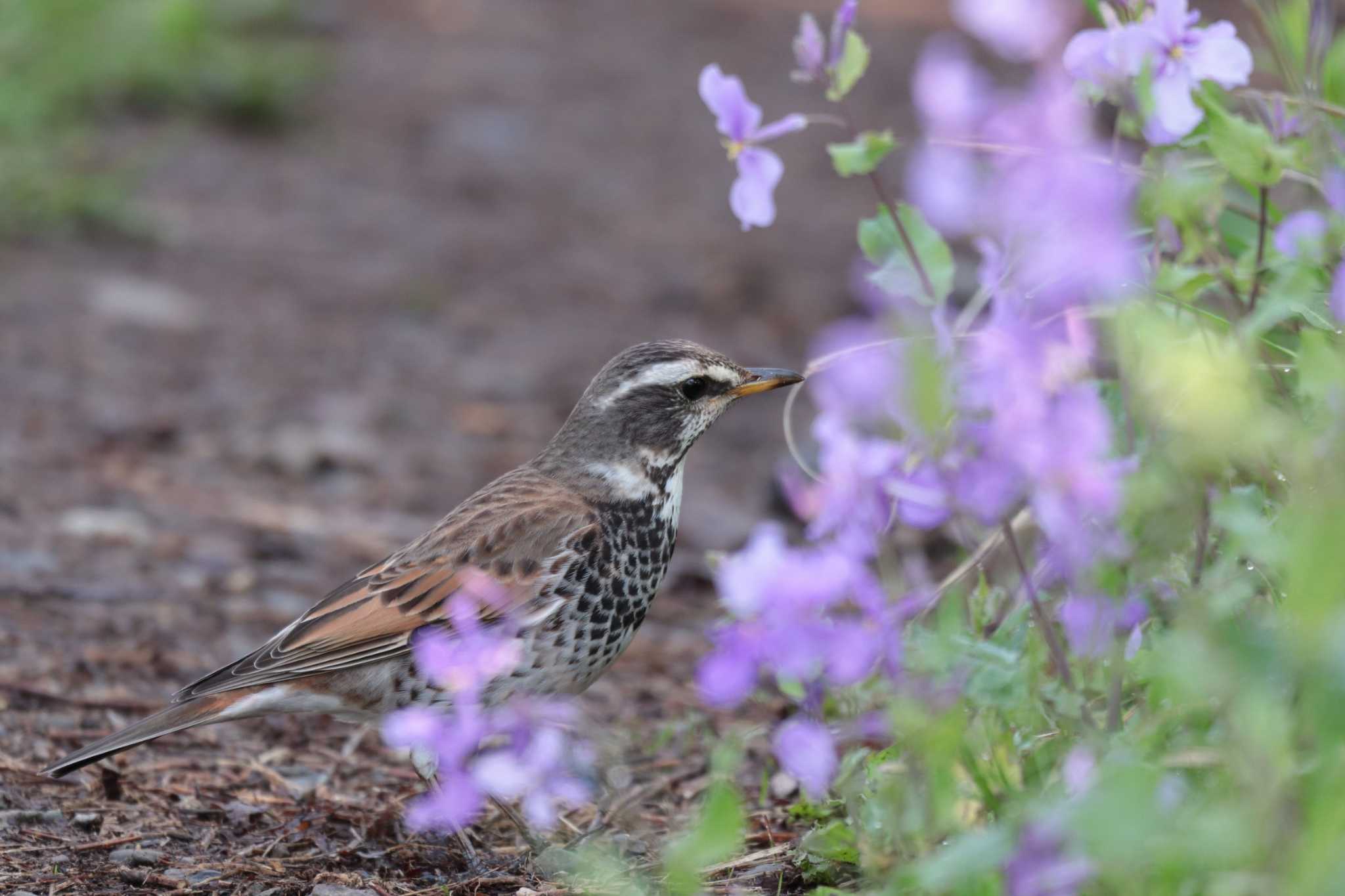 Dusky Thrush