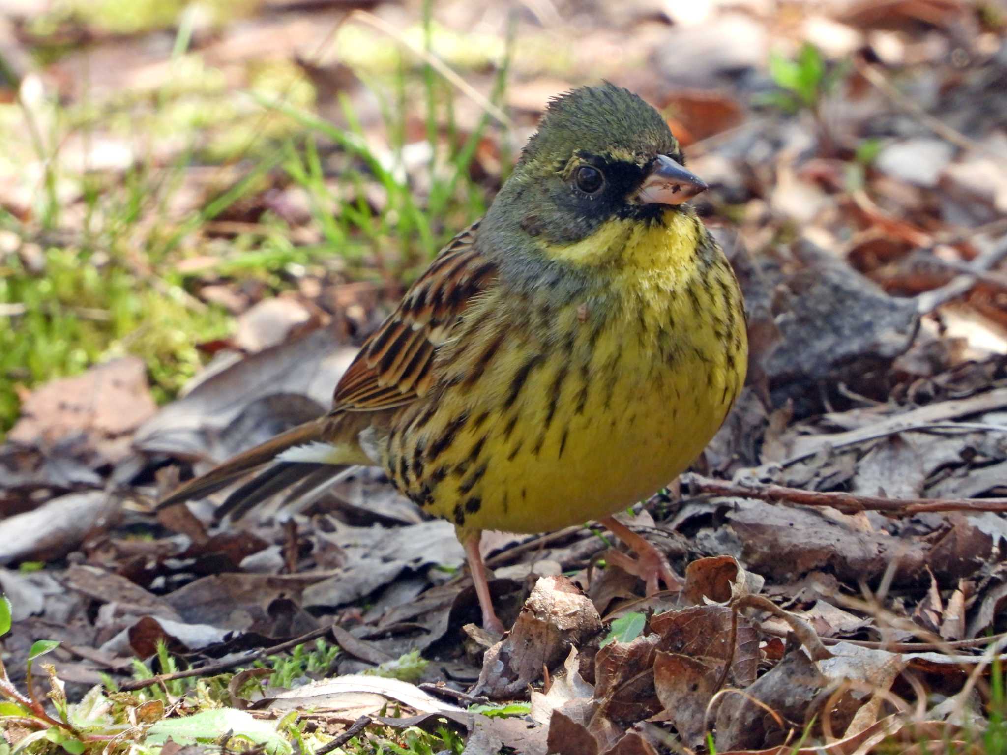 青葉山公園 アオジの写真