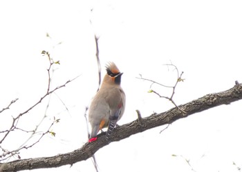 Japanese Waxwing Ooaso Wild Bird Forest Park Thu, 3/30/2023