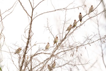 Japanese Waxwing Ooaso Wild Bird Forest Park Thu, 3/30/2023