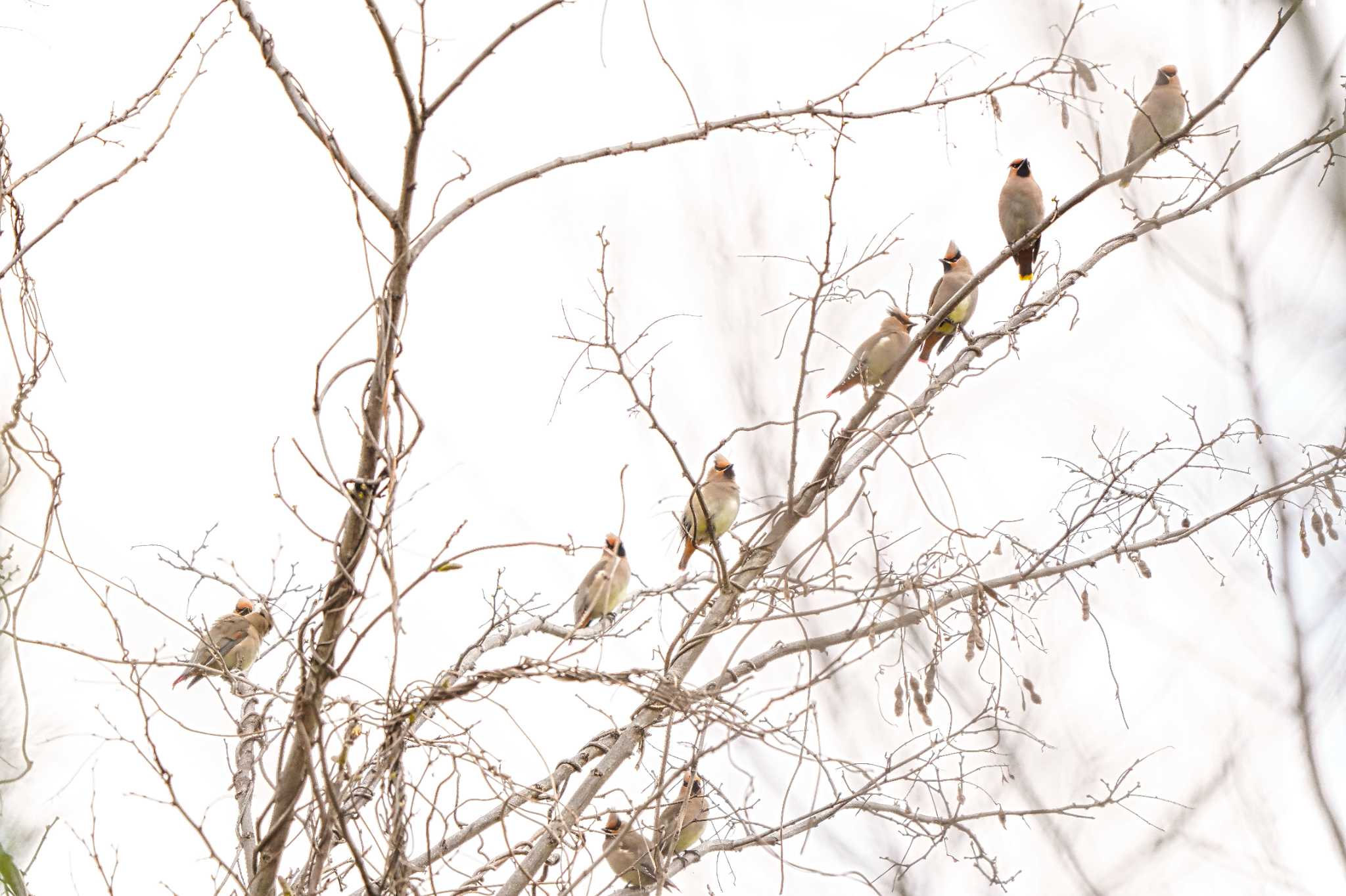 Photo of Japanese Waxwing at Ooaso Wild Bird Forest Park by merumumu