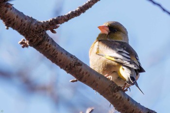 Grey-capped Greenfinch Higashitakane Forest park Sun, 2/26/2023