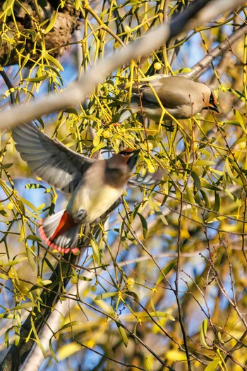 Japanese Waxwing Higashitakane Forest park Sun, 2/26/2023