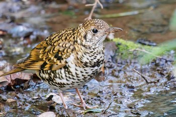 White's Thrush Higashitakane Forest park Sun, 2/26/2023