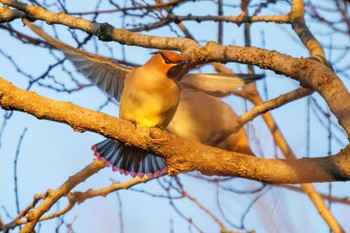 Japanese Waxwing Higashitakane Forest park Sun, 2/26/2023