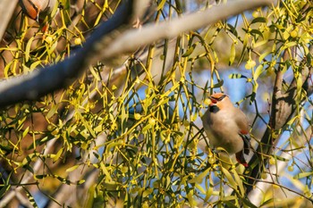 Japanese Waxwing Higashitakane Forest park Sun, 2/26/2023