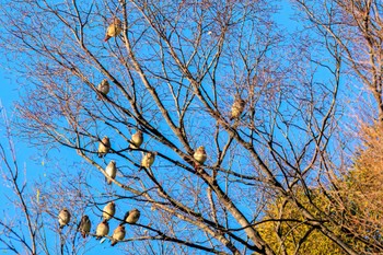 Japanese Waxwing Higashitakane Forest park Sun, 2/26/2023