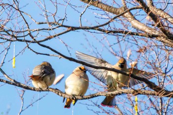 Japanese Waxwing Higashitakane Forest park Sun, 2/26/2023