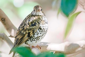 White's Thrush Higashitakane Forest park Sun, 2/26/2023