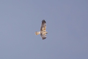 Eastern Marsh Harrier 妙岐ノ鼻 Thu, 3/30/2023