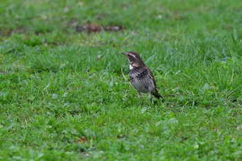 2023年3月24日(金) 長浜公園の野鳥観察記録