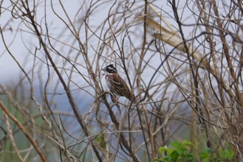 Rustic Bunting 妙岐ノ鼻 Thu, 3/30/2023