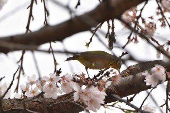 メジロ 長浜公園 2023年3月24日(金)