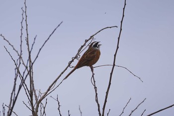 Meadow Bunting 妙岐ノ鼻 Thu, 3/30/2023