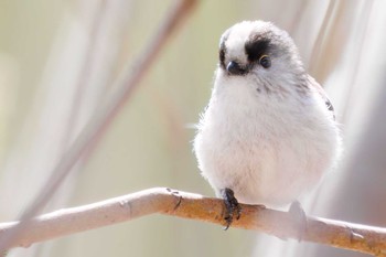 Long-tailed Tit Shin-yokohama Park Sat, 3/4/2023