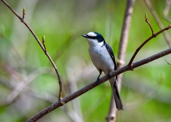 サンショウクイ 戸隠 2018年5月12日(土)