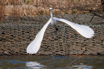 コサギ 新横浜公園 2023年3月4日(土)