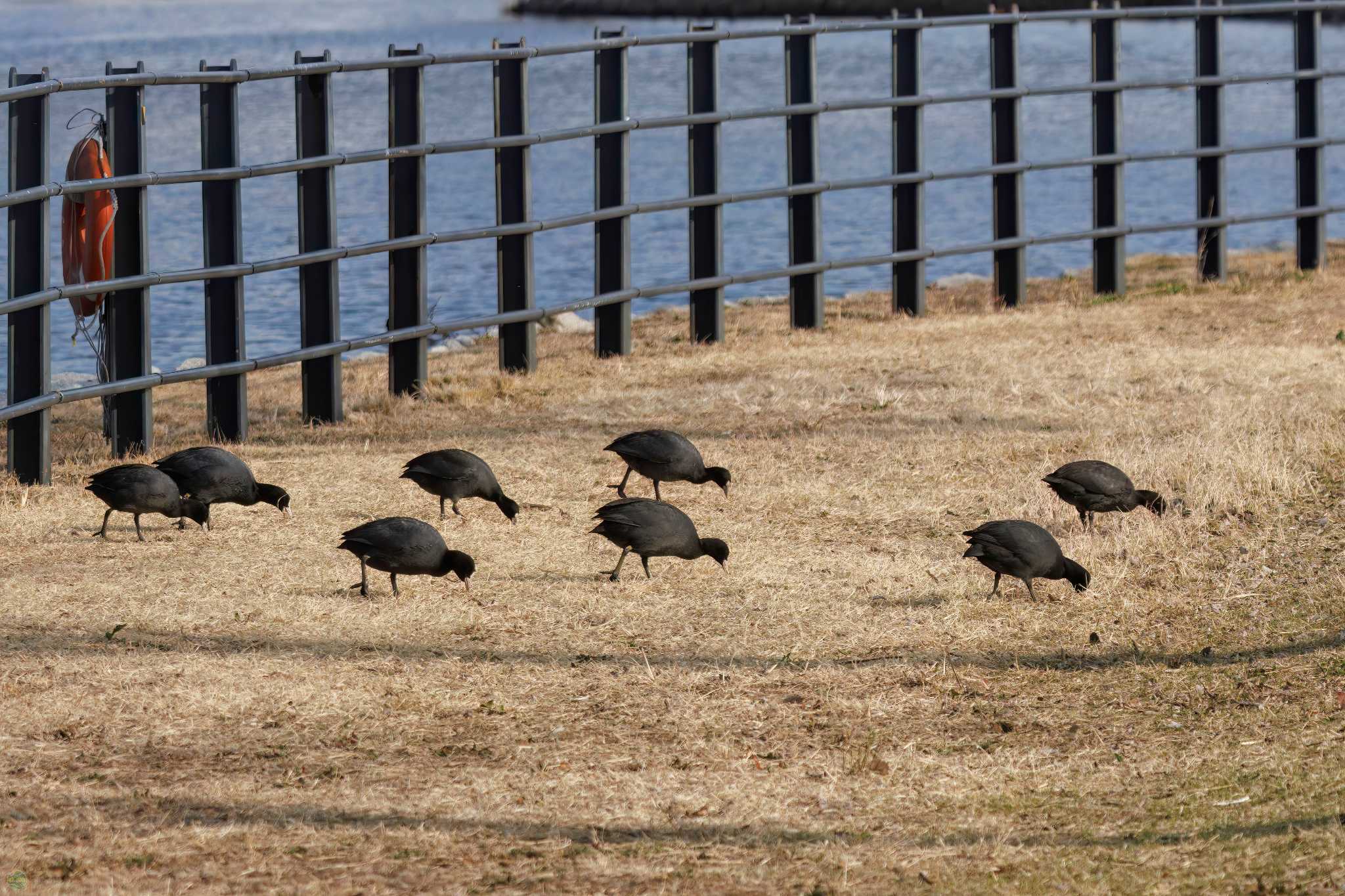 新横浜公園 オオバンの写真 by d3_plus