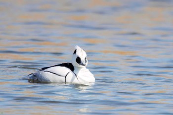 Smew Shin-yokohama Park Sat, 3/4/2023