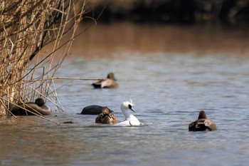 Smew Shin-yokohama Park Sat, 3/4/2023