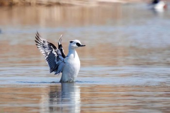 Smew Shin-yokohama Park Sat, 3/4/2023