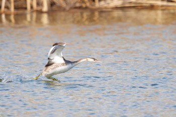 Great Crested Grebe Shin-yokohama Park Sat, 3/4/2023