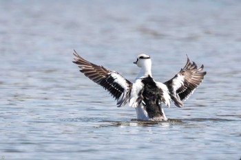 Smew Shin-yokohama Park Sat, 3/4/2023