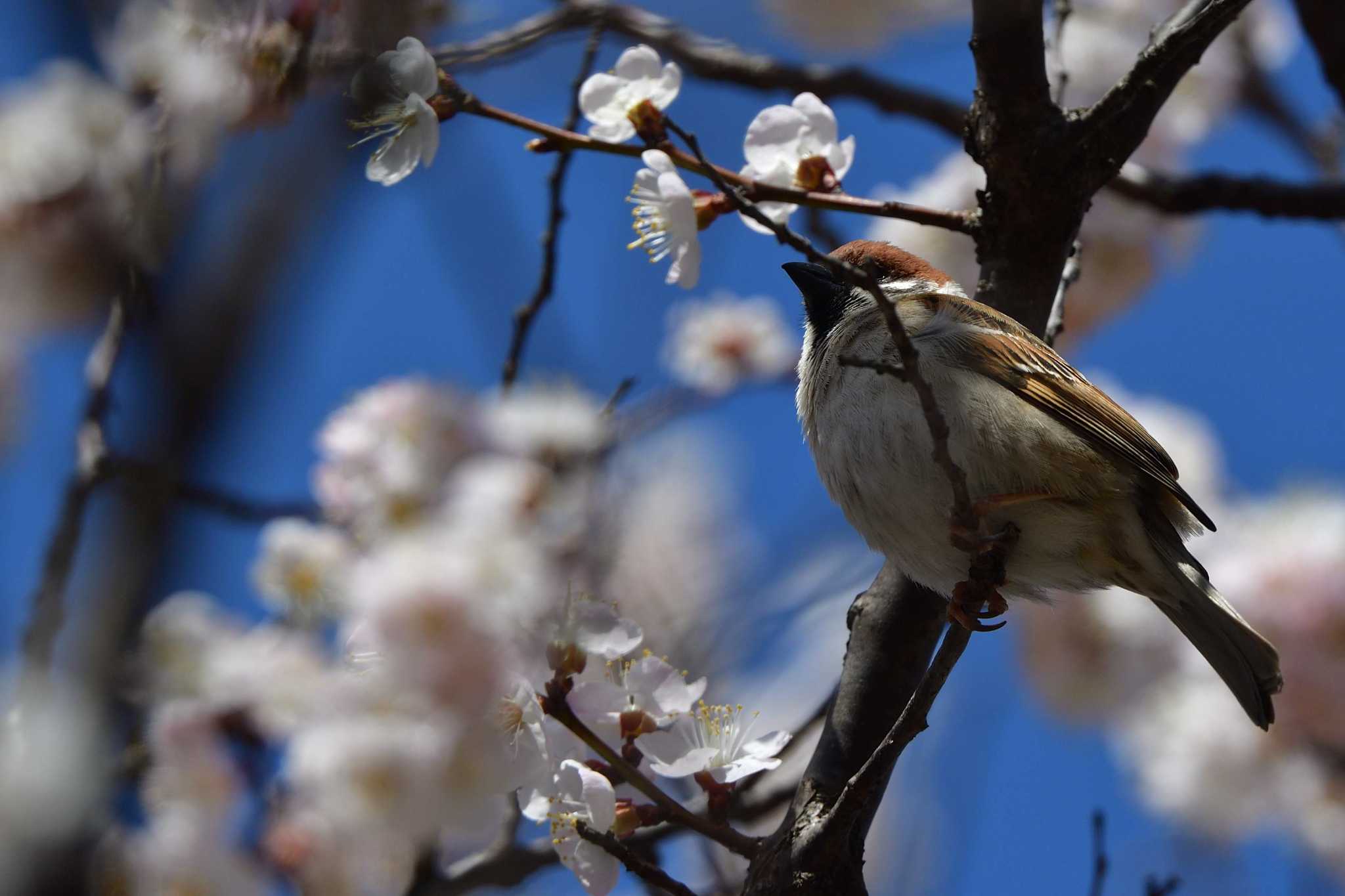 Photo of Eurasian Tree Sparrow at 千曲市森 by やなさん