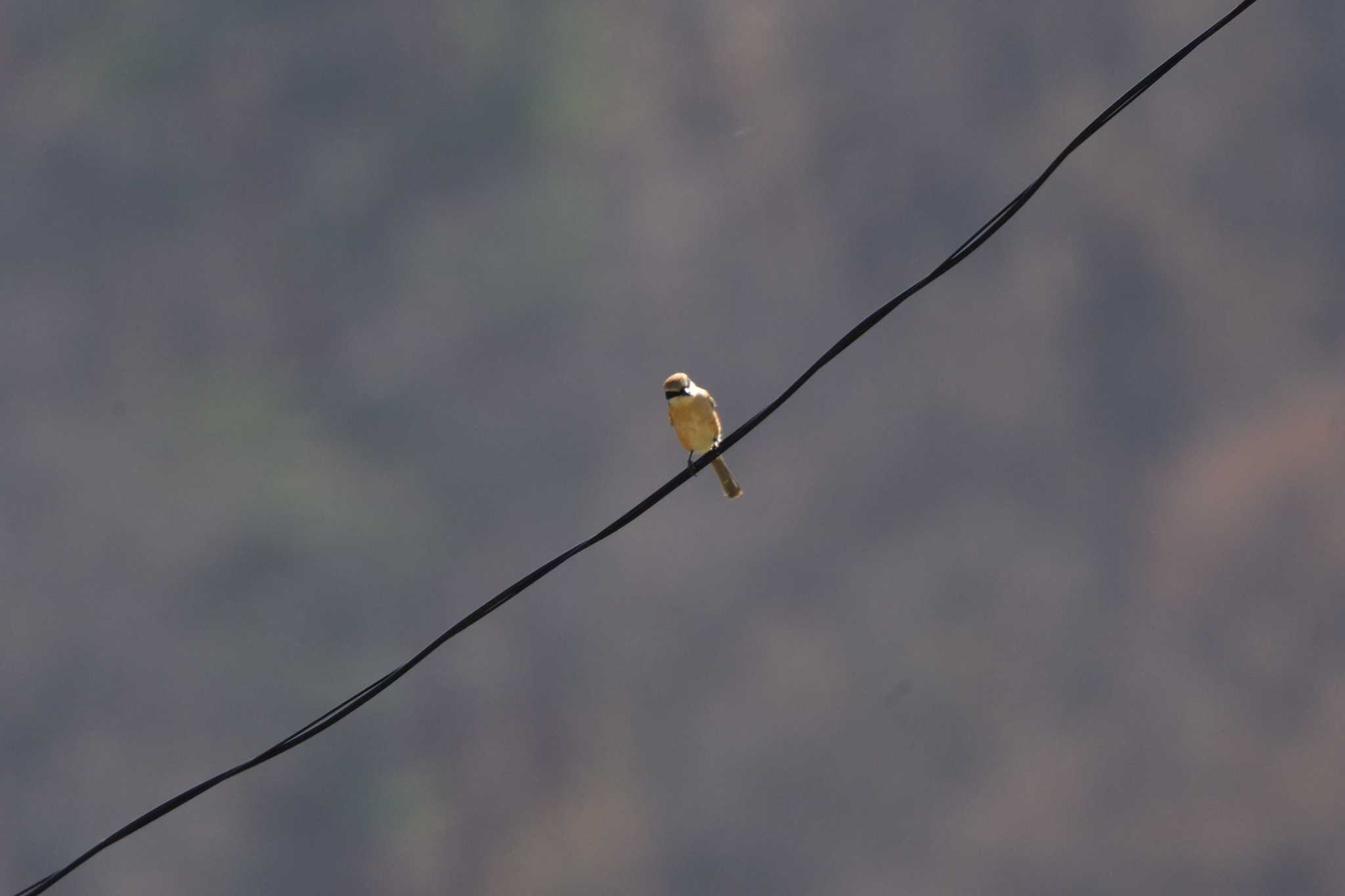 Bull-headed Shrike