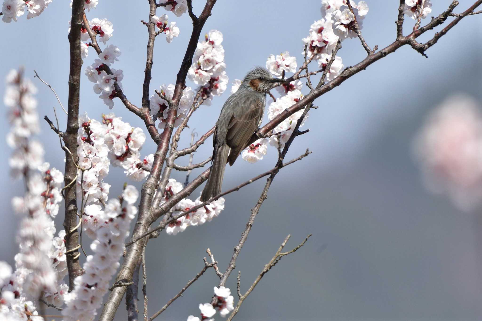 Photo of Brown-eared Bulbul at 千曲市森 by やなさん