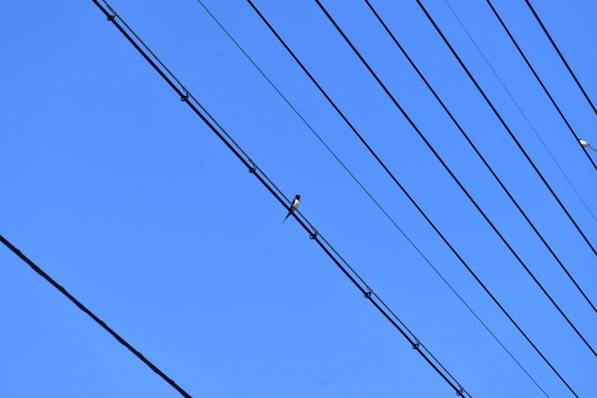 Photo of Barn Swallow at 千曲市森 by やなさん