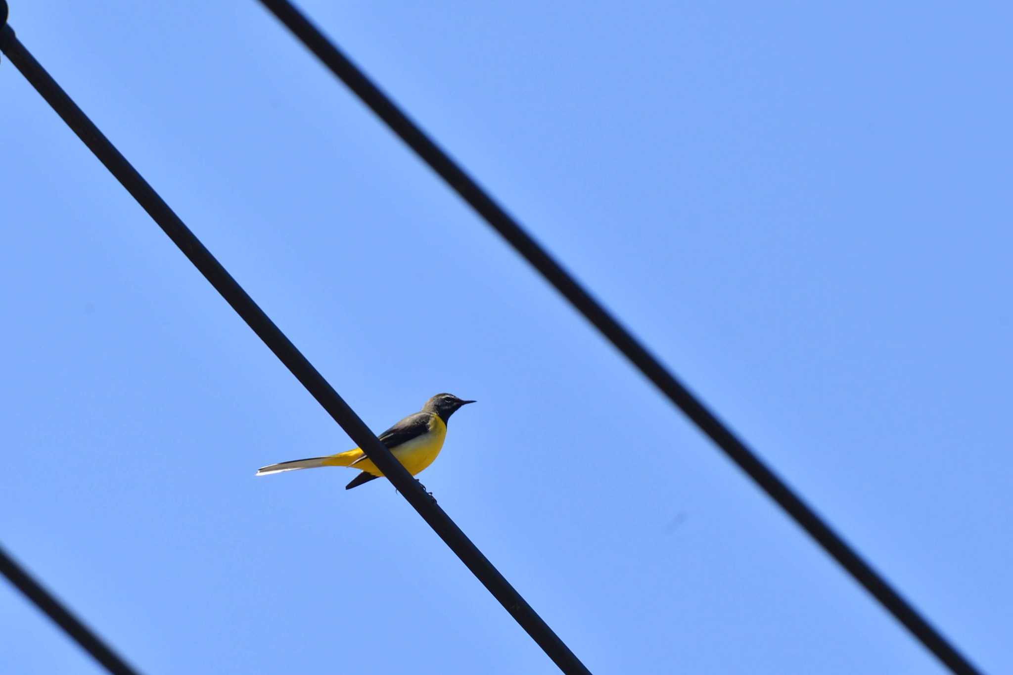 Grey Wagtail