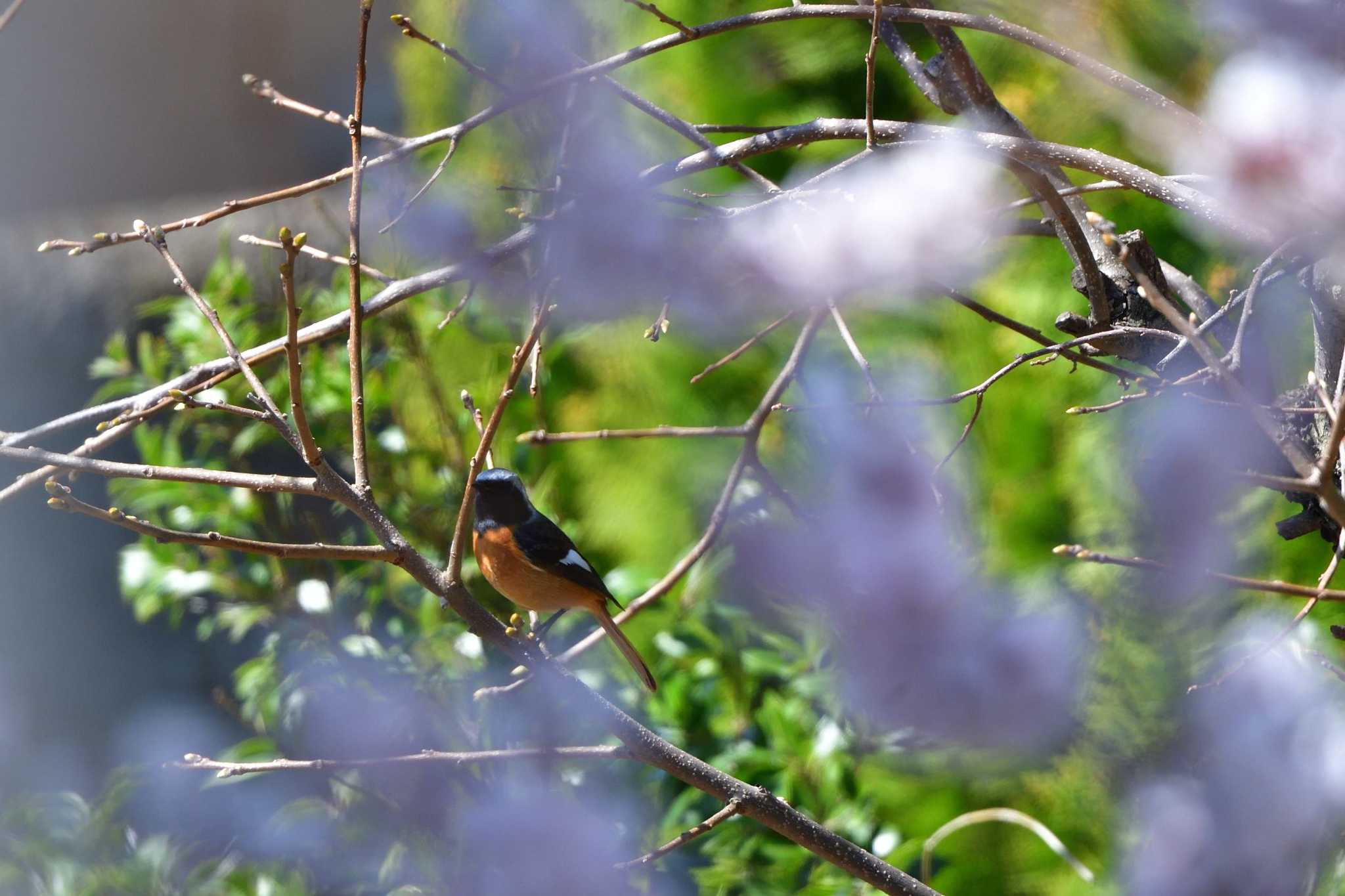 Daurian Redstart