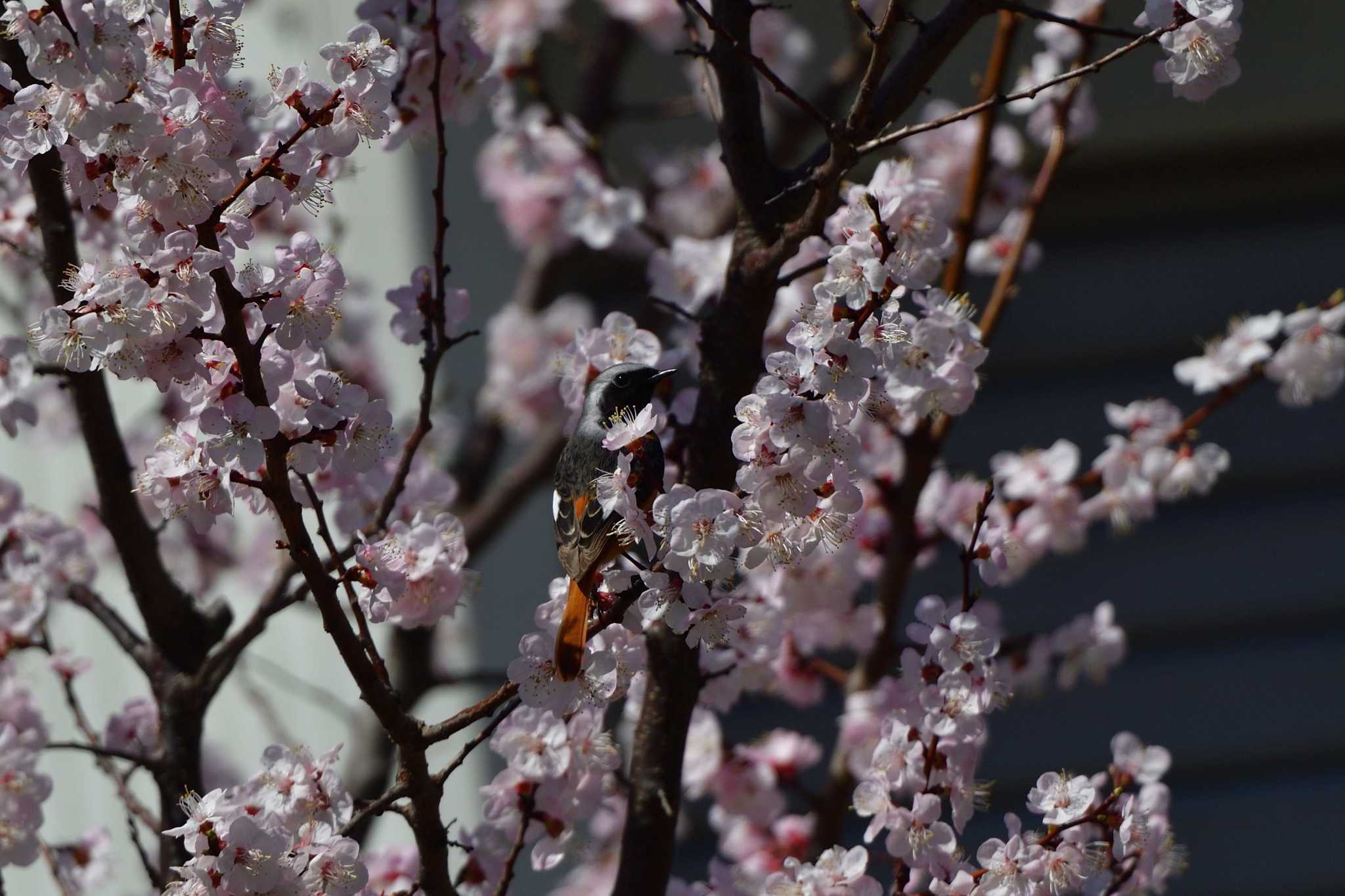 Daurian Redstart