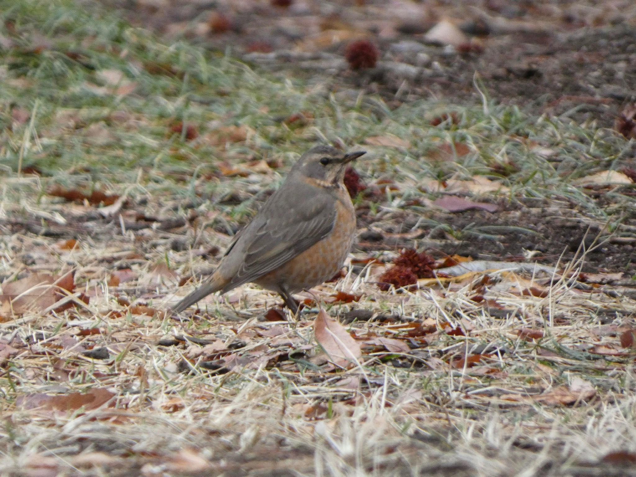 武蔵野公園 ハチジョウツグミの写真